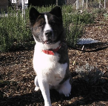 christa-battersea-dogs-home