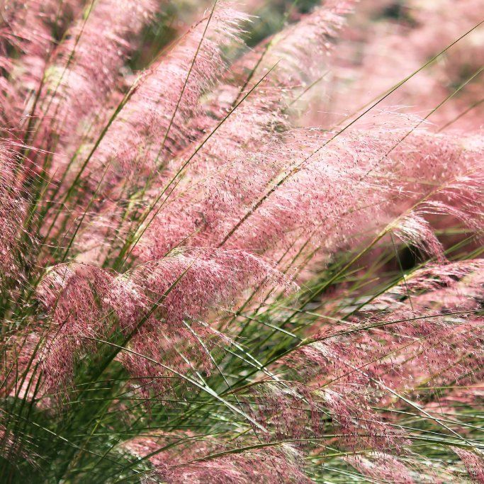 Care For Muhlenbergia: How To Grow Pink Muhly Grass