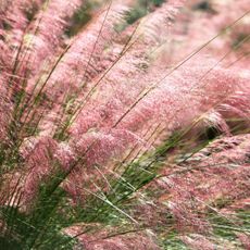 Pink muhly grass