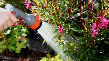 A spray of water being directed over garden plants