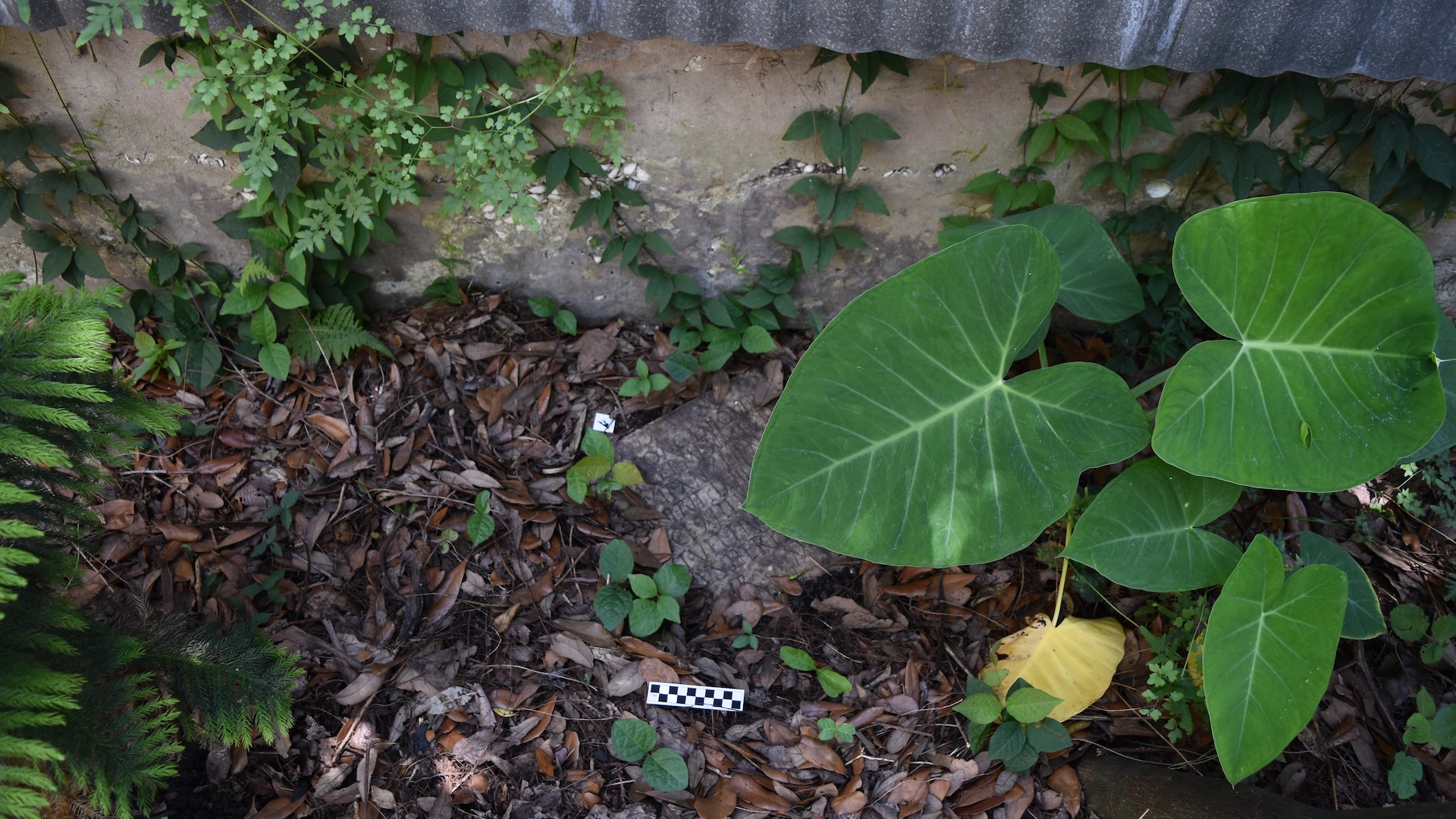 an image of a square tombstone with Latin inscriptions in a garden