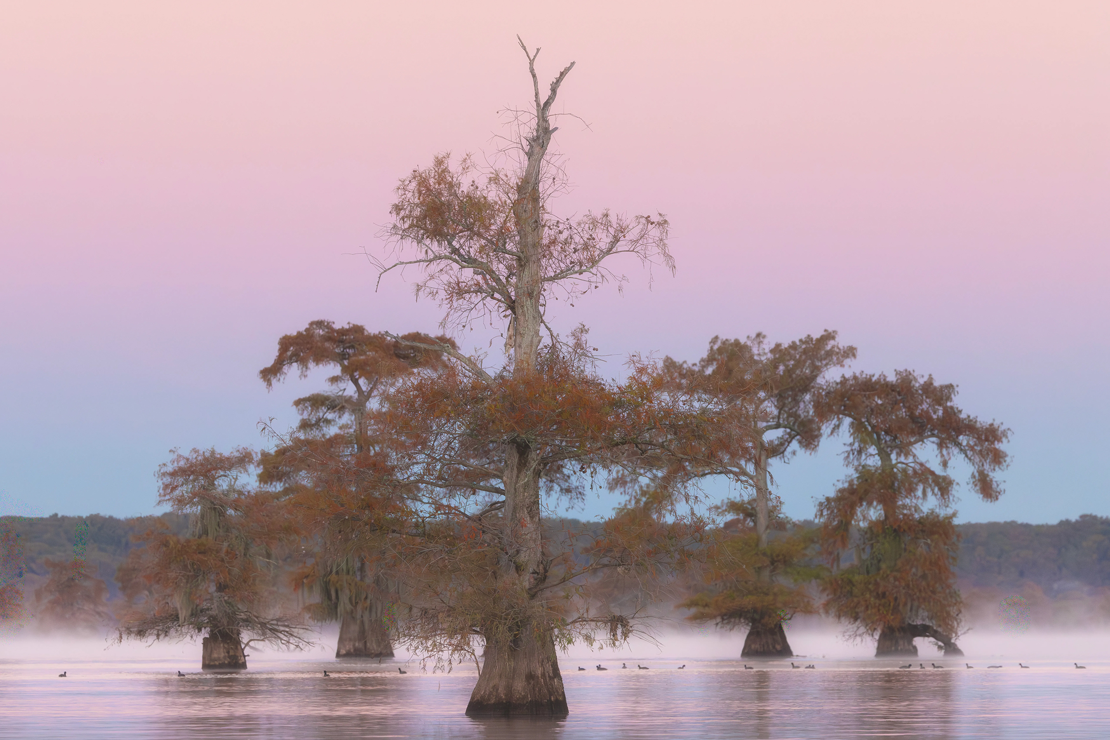 Eerie cypress trees rise from misty waters against a pastel sunrise, creating a serene and mystical landscape