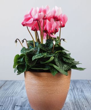 pink indoor cyclamen in plant pot