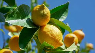 lemons growing on tree with blue sky in background