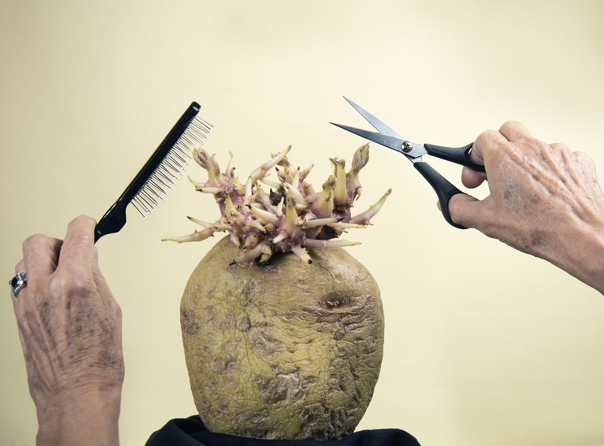 Potato getting a lockdown haircut wins Potato Photographer of the Year 2020!