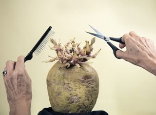 Potato getting a lockdown haircut wins Potato Photographer of the Year 2020!