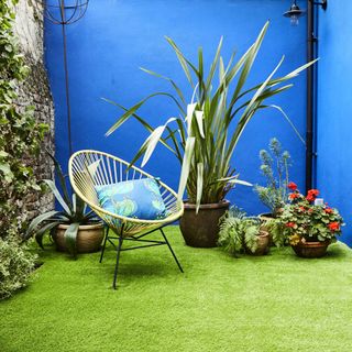 small garden with bold blue wall, artificial grass, coloured cane chair, cushion, plants