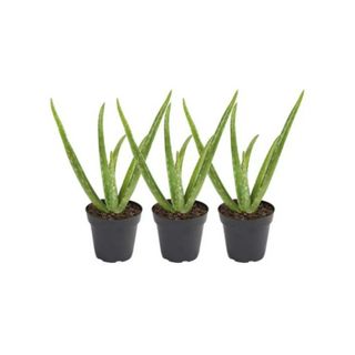 A set of three aloe vera plants