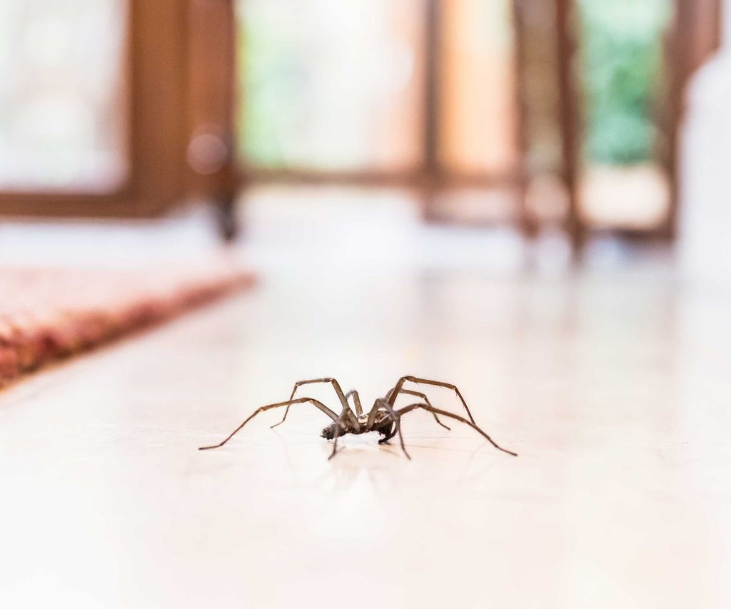 How to keep spiders out of your house | Homebuilding