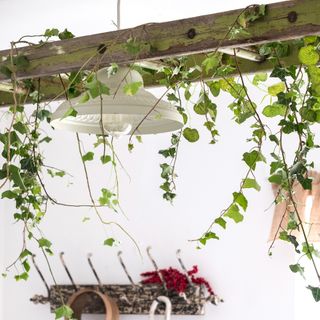 A ladder turned into a suspended trellis for ivy