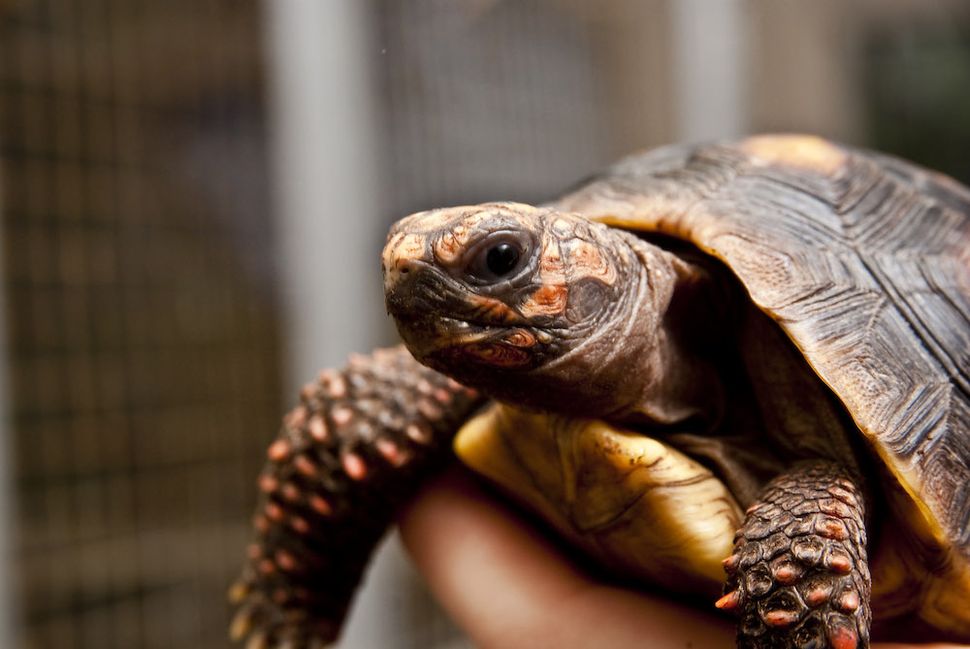 Tortoises Show Off Smarts By Mastering Touch-screen Tech 