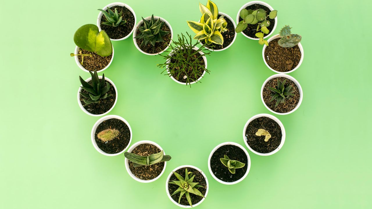 houseplants for valentine&#039;s day arranged in heart shape