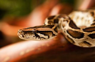 Burmese python