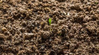 picture of crumbly soil with plant growing in it