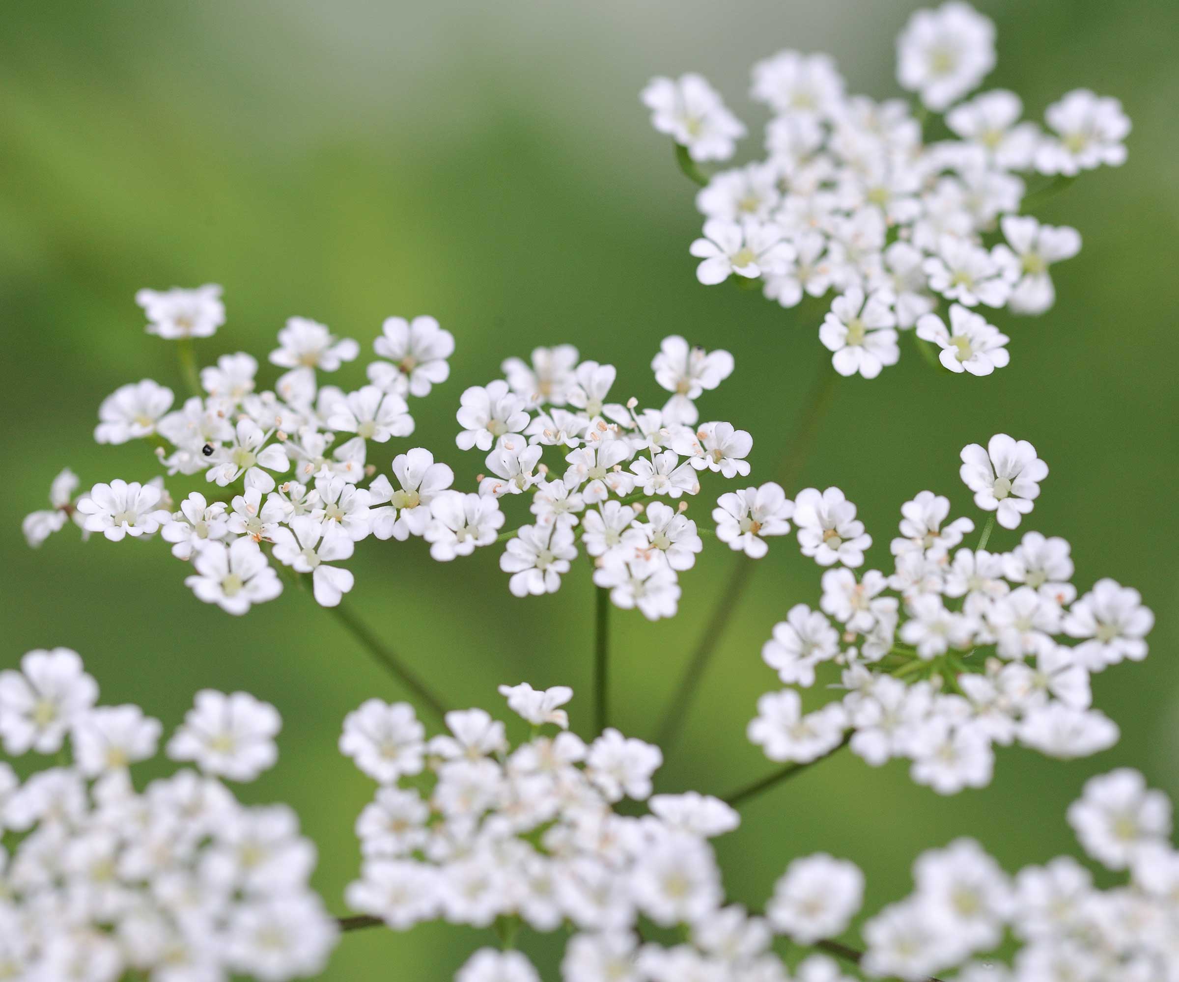 close-up of Daucus carota