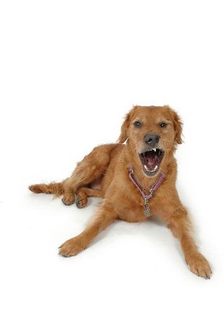 Grrrr' Means Many Things in Dog Speak | Live Science