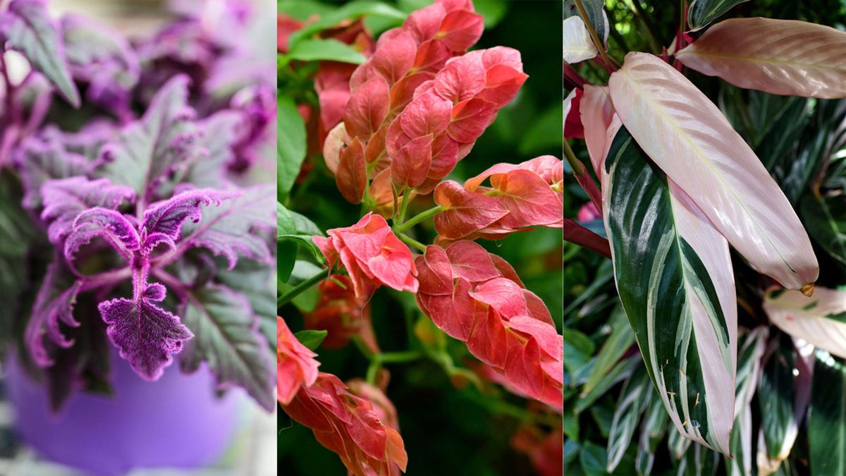 10 underrated houseplants – you won't regret adding these lesser-known beauties to your plant collection