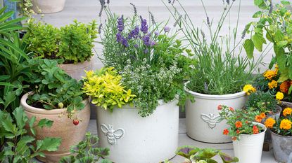 several plant-filled pots on a patio