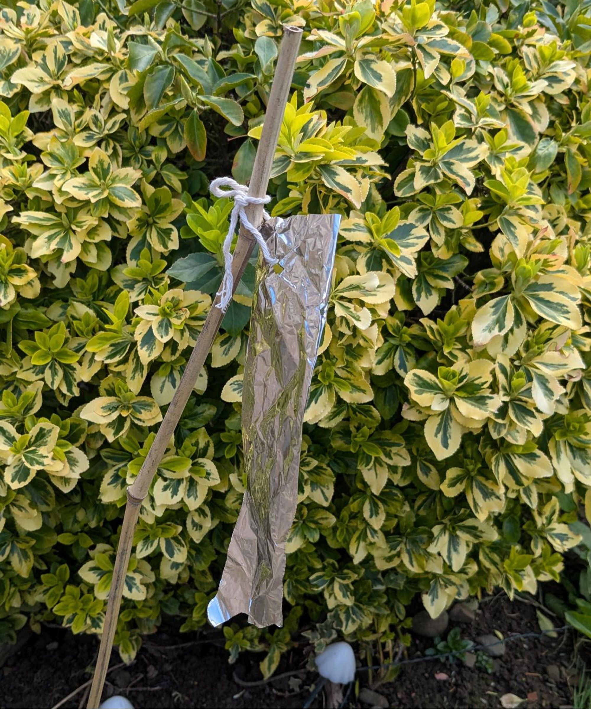 Narrow sheet of aluminum foil hanging from tree