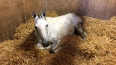 Stable.jpg