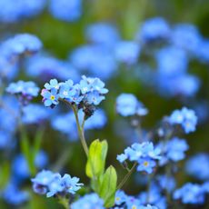 forget me not flowers 