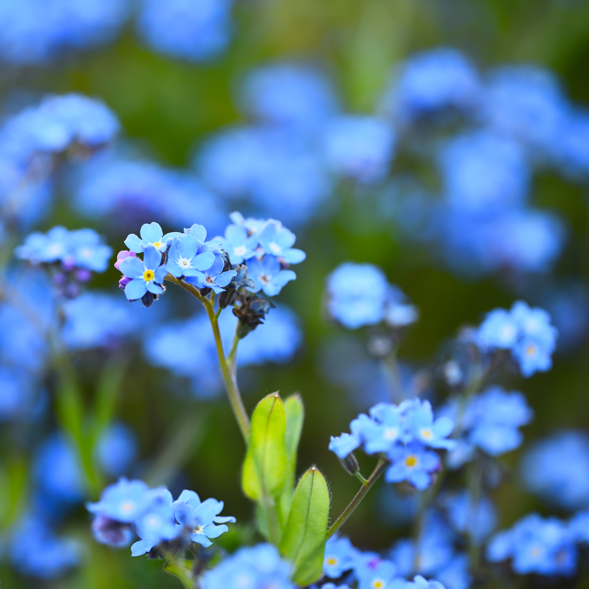 forget me not flowers 