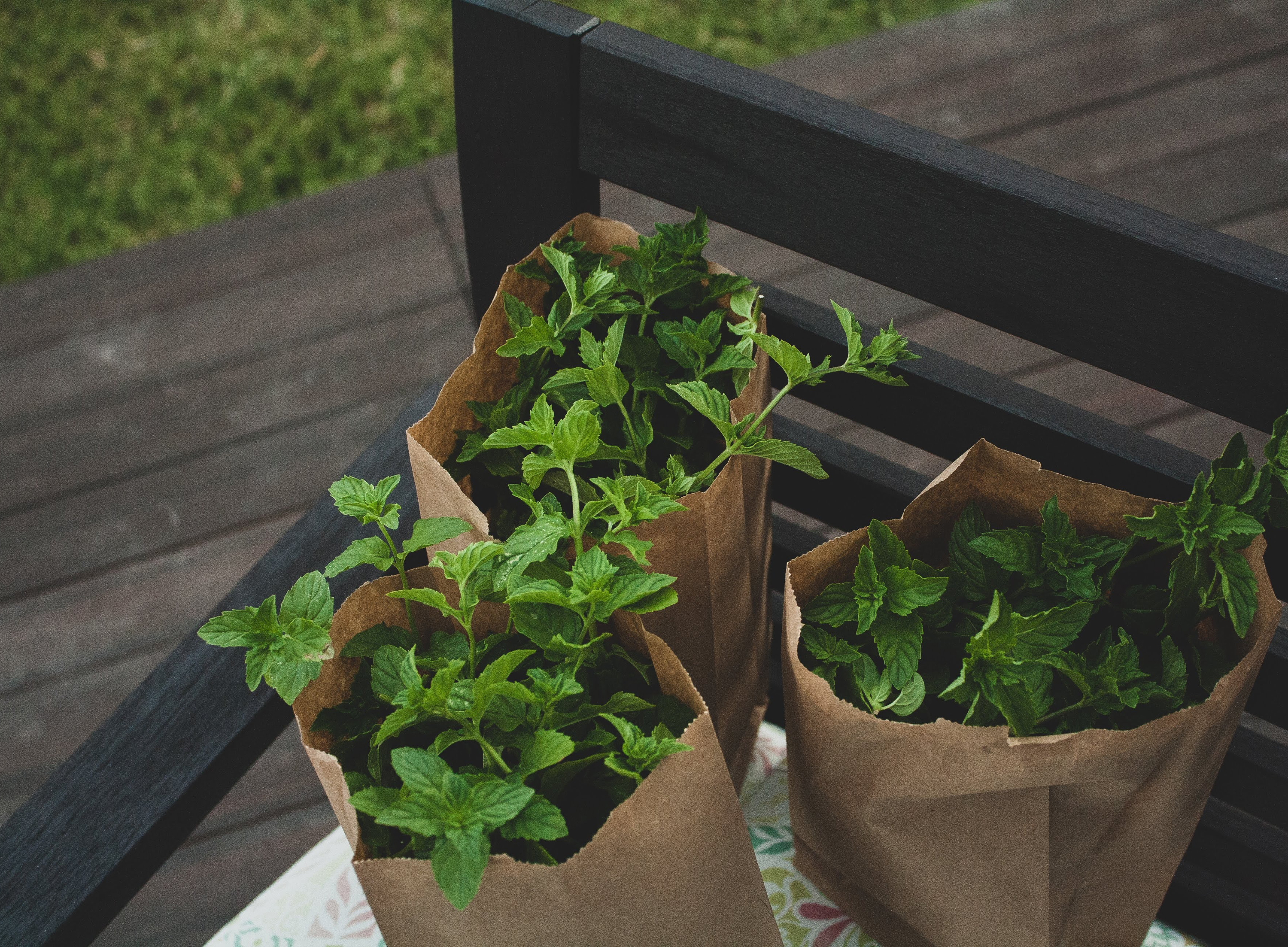Garden trends: bags of mint