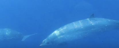 The mysterious beaked whales.