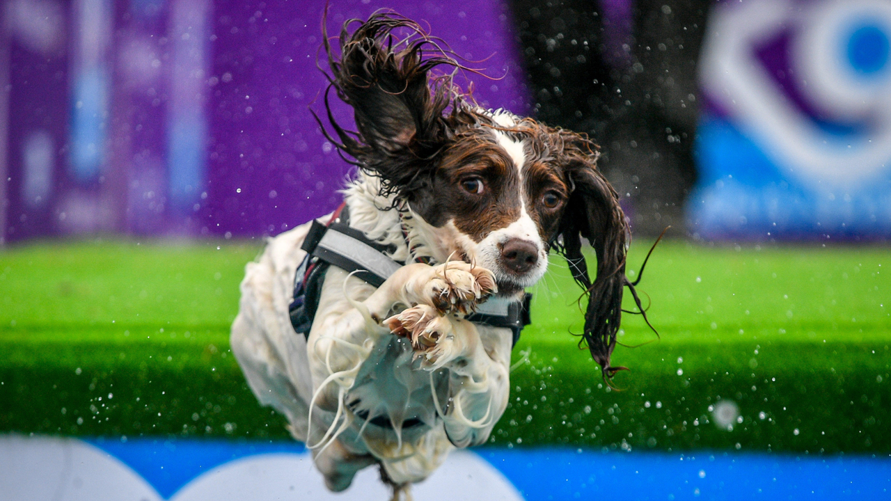 A spaniel jumps into a pool at Bristol Dogfest