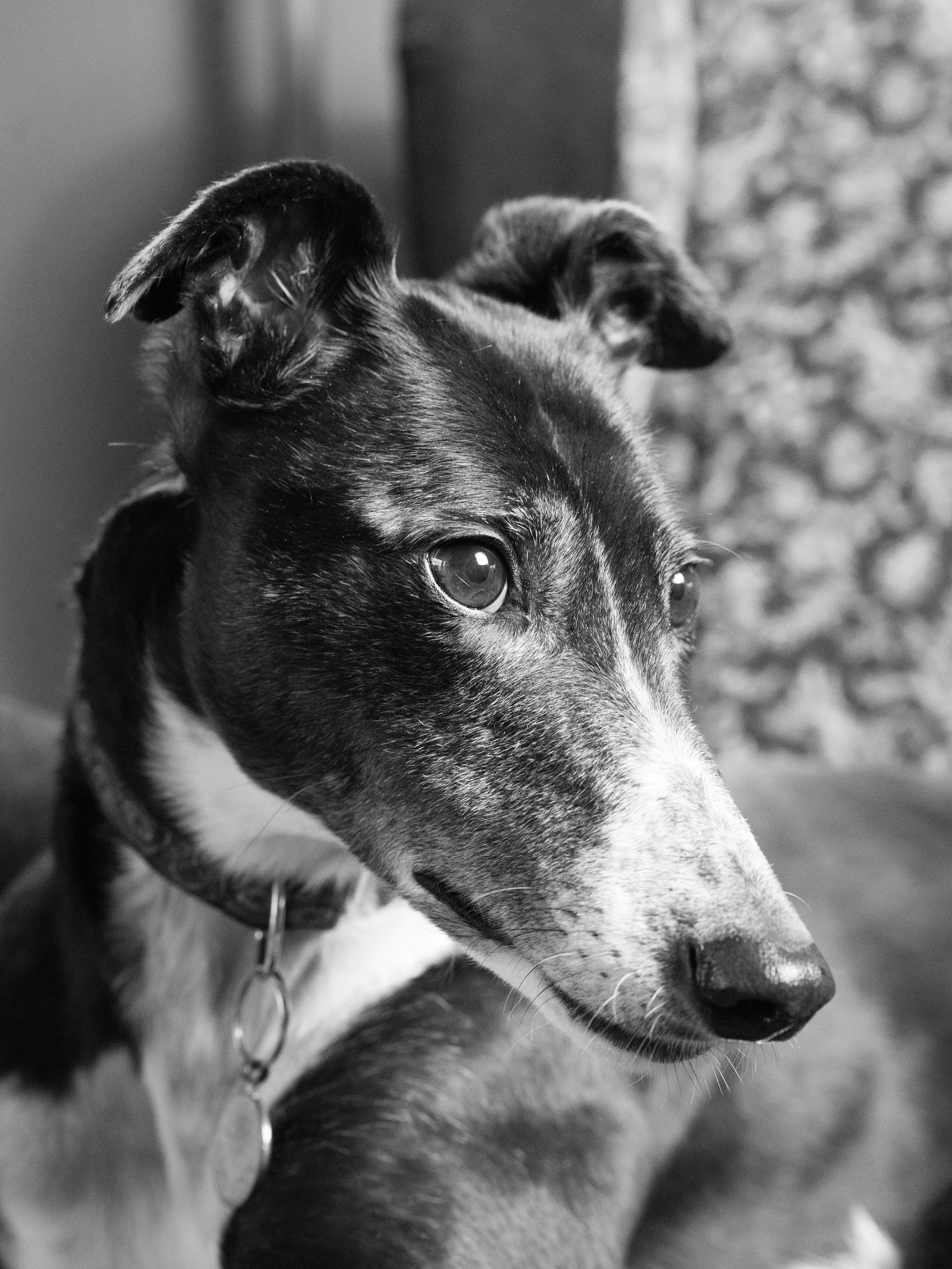 A black and white photo of a greyhound.