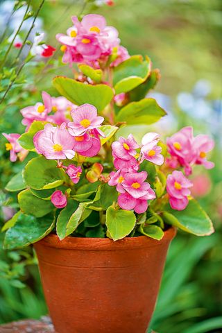 Pink wax flowered begonia in a terracotta pot