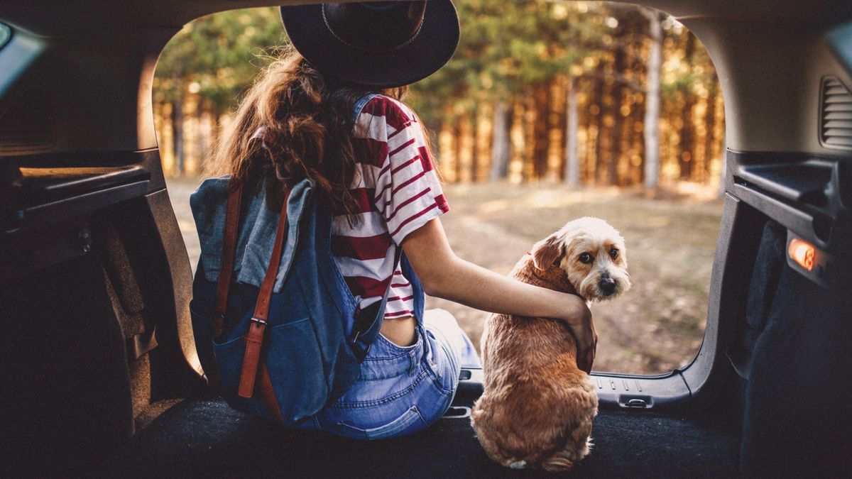 Woman and dog admiring forest view from back of car