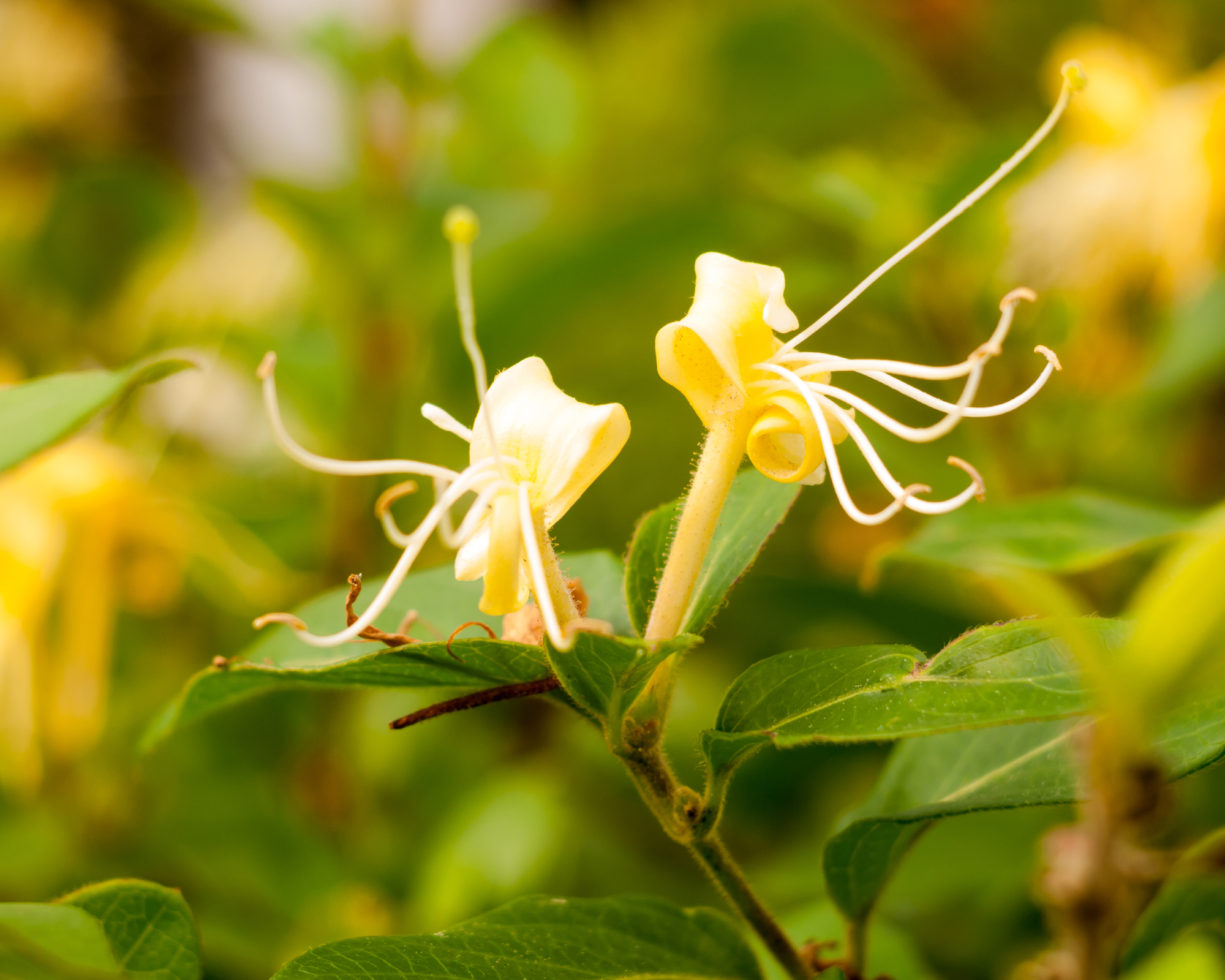 honeysuckle scentsation with yellow flowers
