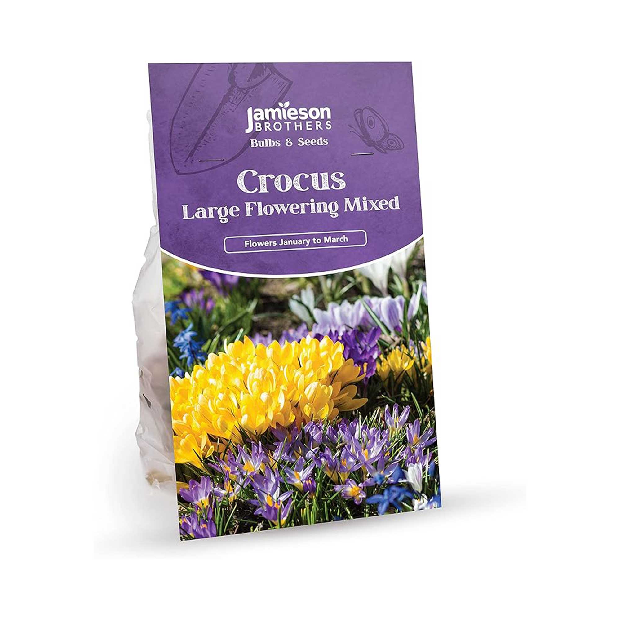Jamieson Brothers crocus bulbs