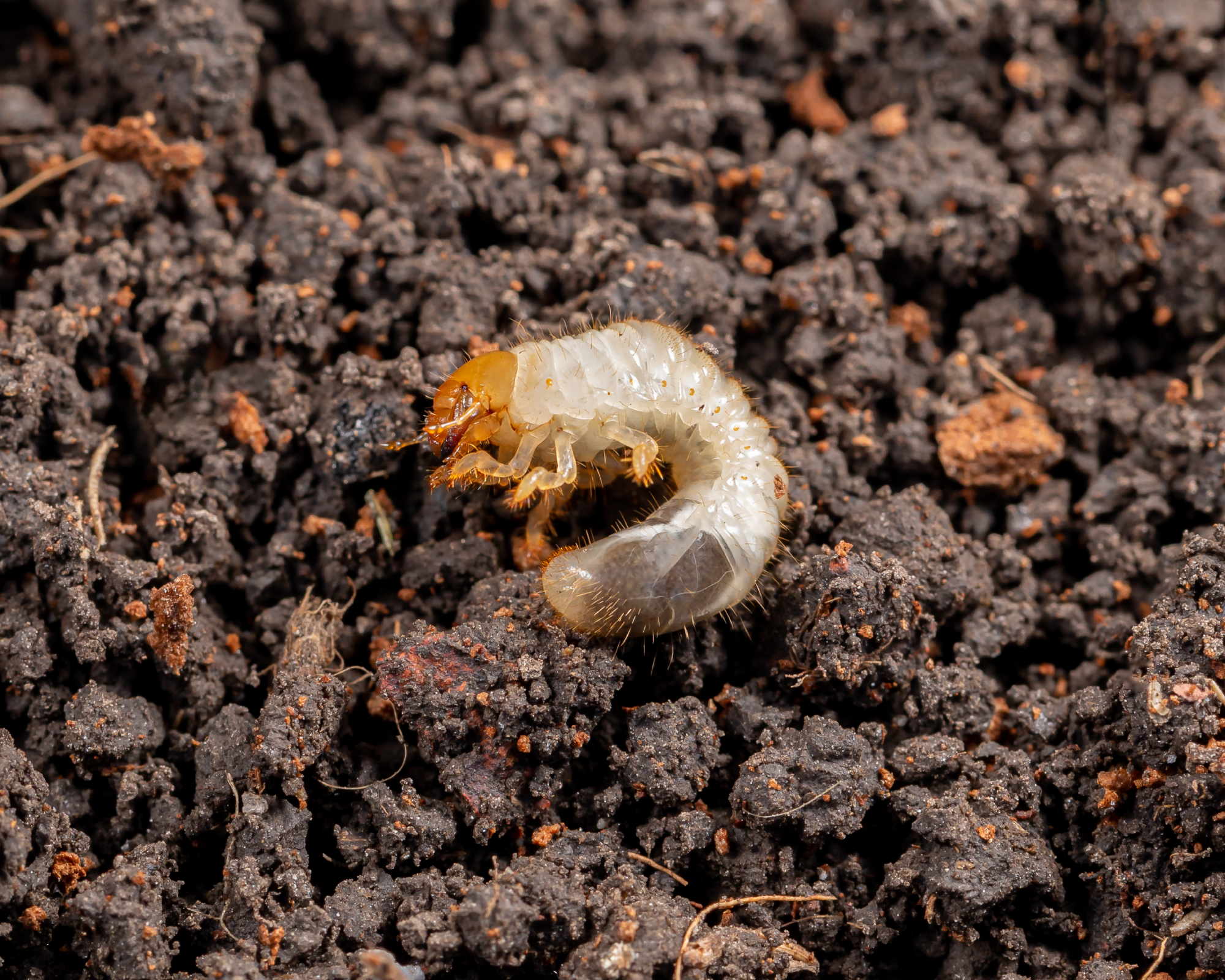 Japanese beetle grub in soil