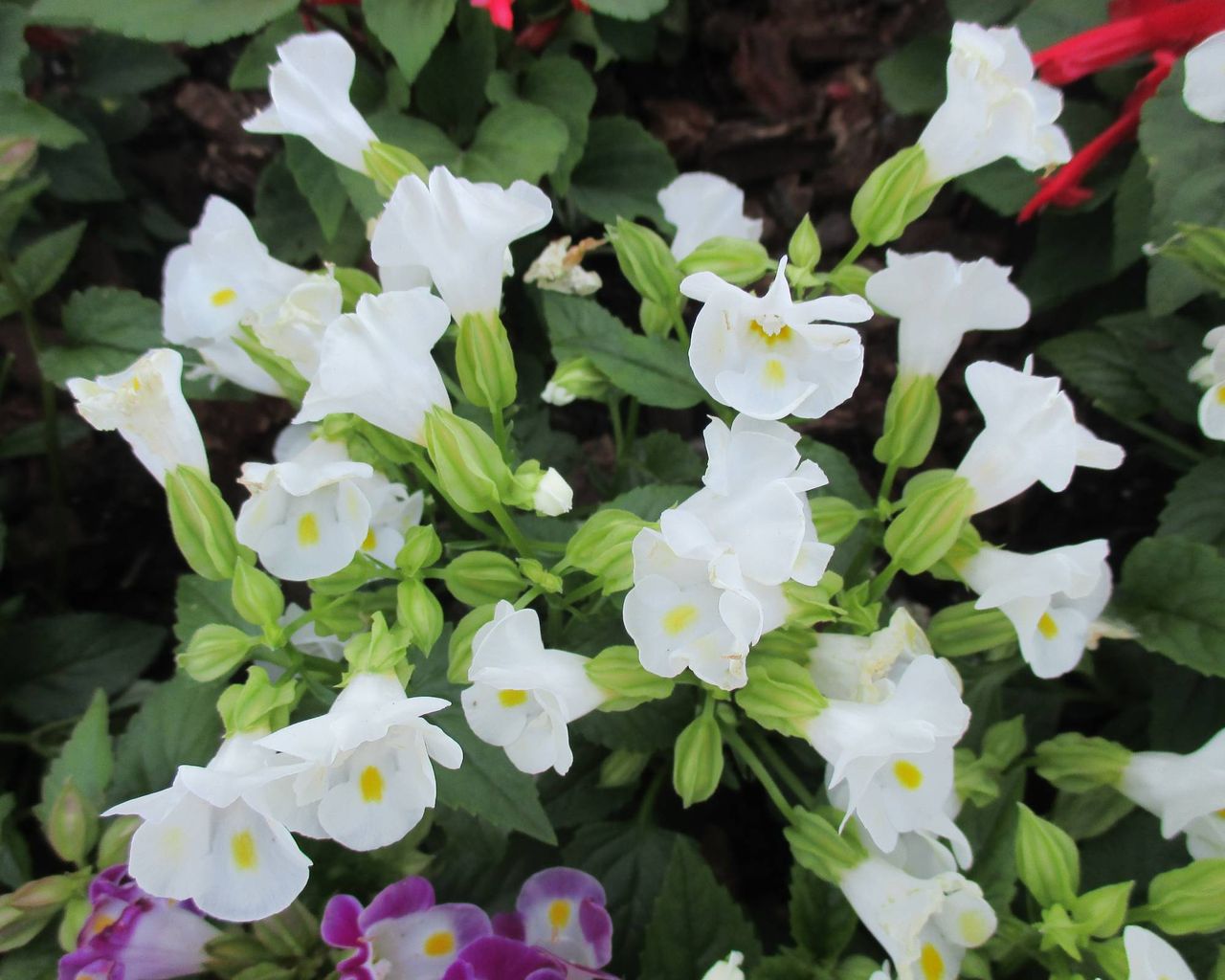 White wishbone plant flowers
