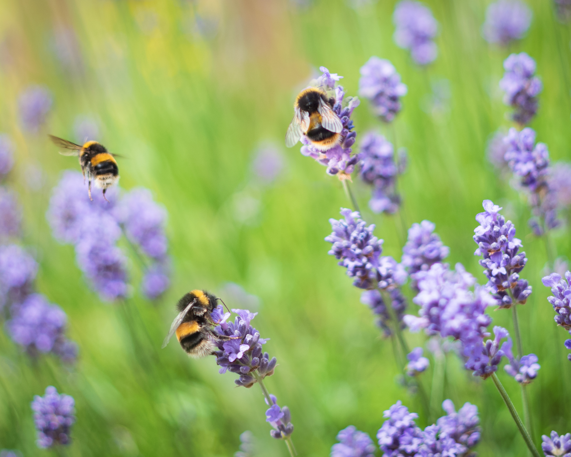Three bumblebees on lavender plants