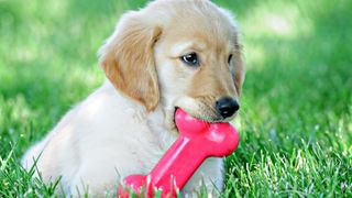 Puppy lying down on grass while chewing a pink bone toy