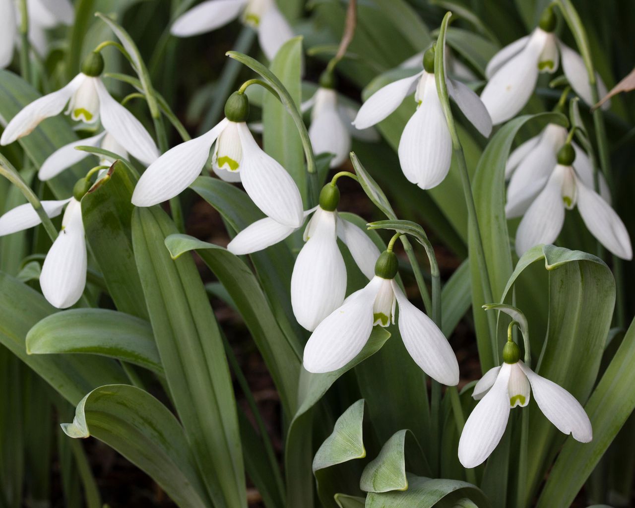 Snowdrops growing guide and essential care advice | Gardeningetc