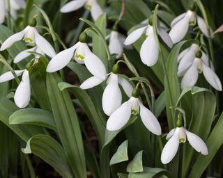 Galanthus elwesii are also known as giant snowdrops
