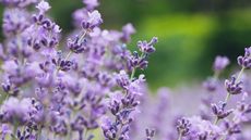 How to plant lavender seeds