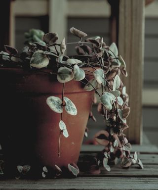 String of Hearts plant