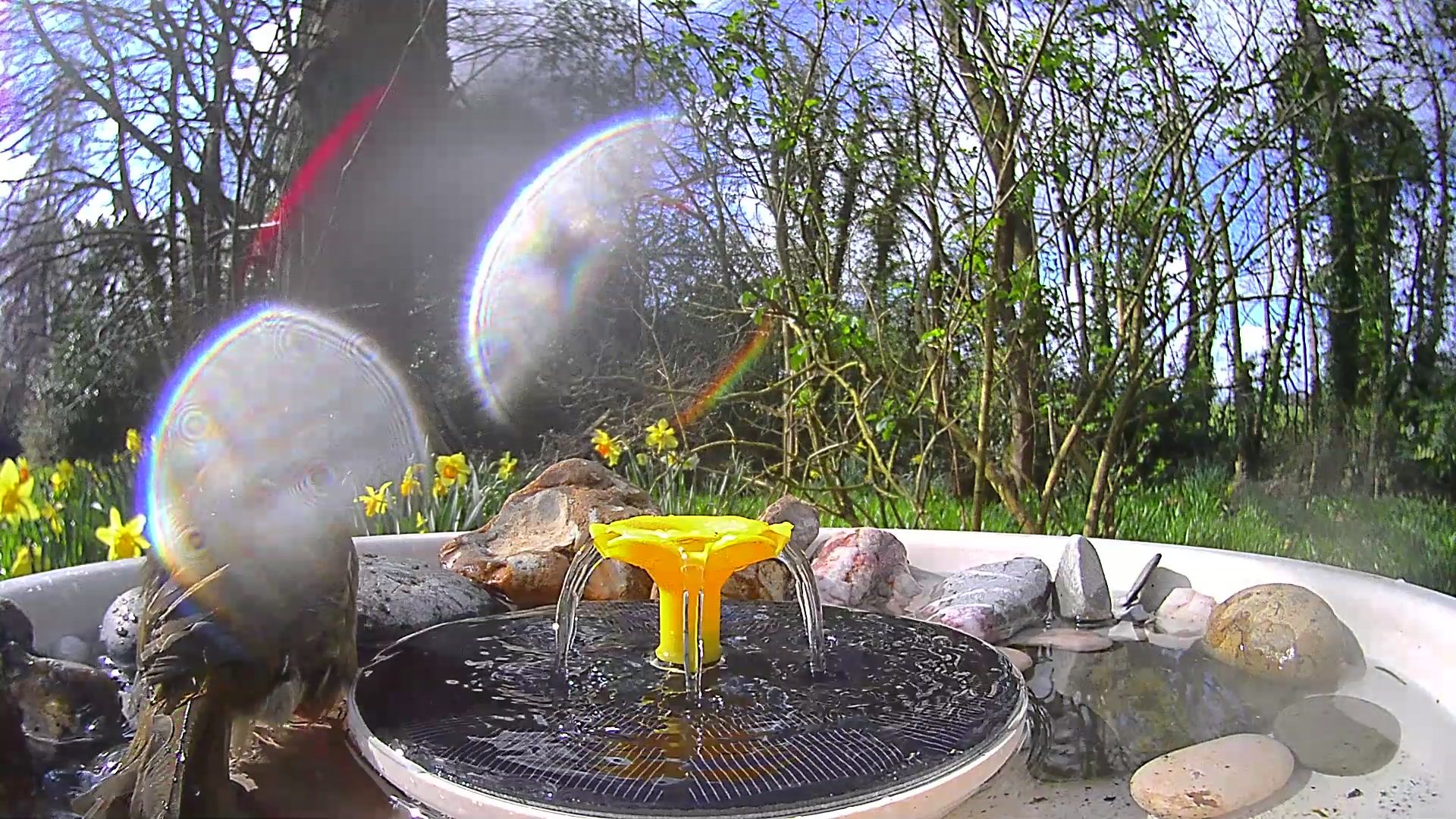 View from the Birdfy Bird Bath Pro's camera, set in a wild garden among trees, with a European Robin visiting the device