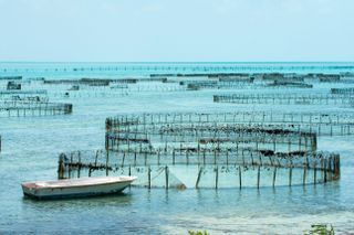 Off-shore ponds, Conch farm, Providenciales, Caicos, Turks and Caicos Islands, West Indies, Caribbean, Central America