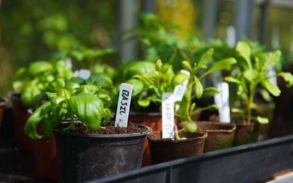 Basil growing in a container