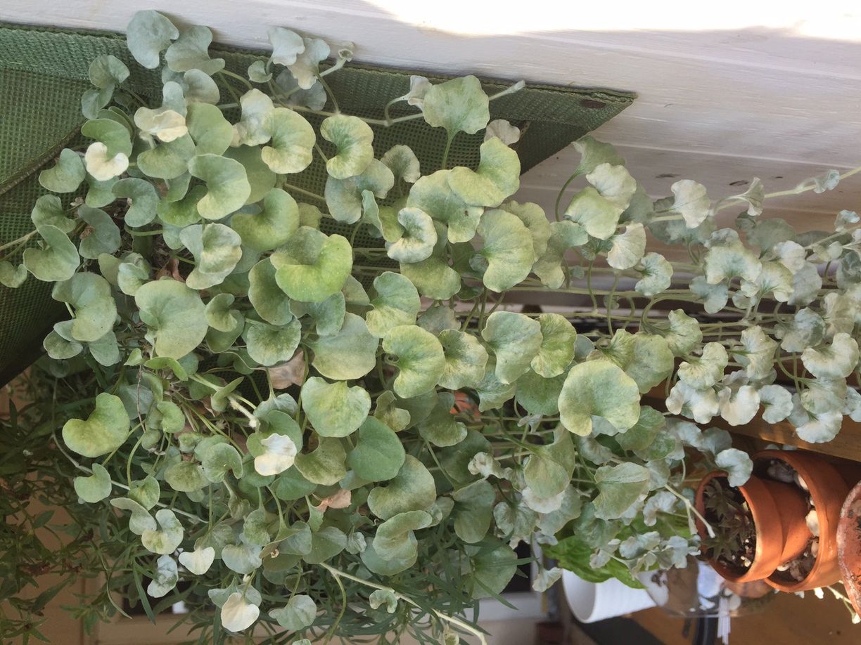 Tall Silver Falls Dichondra Houseplant