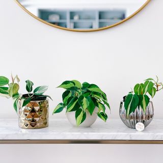 Assortment of three house plants on white mantel with mirror