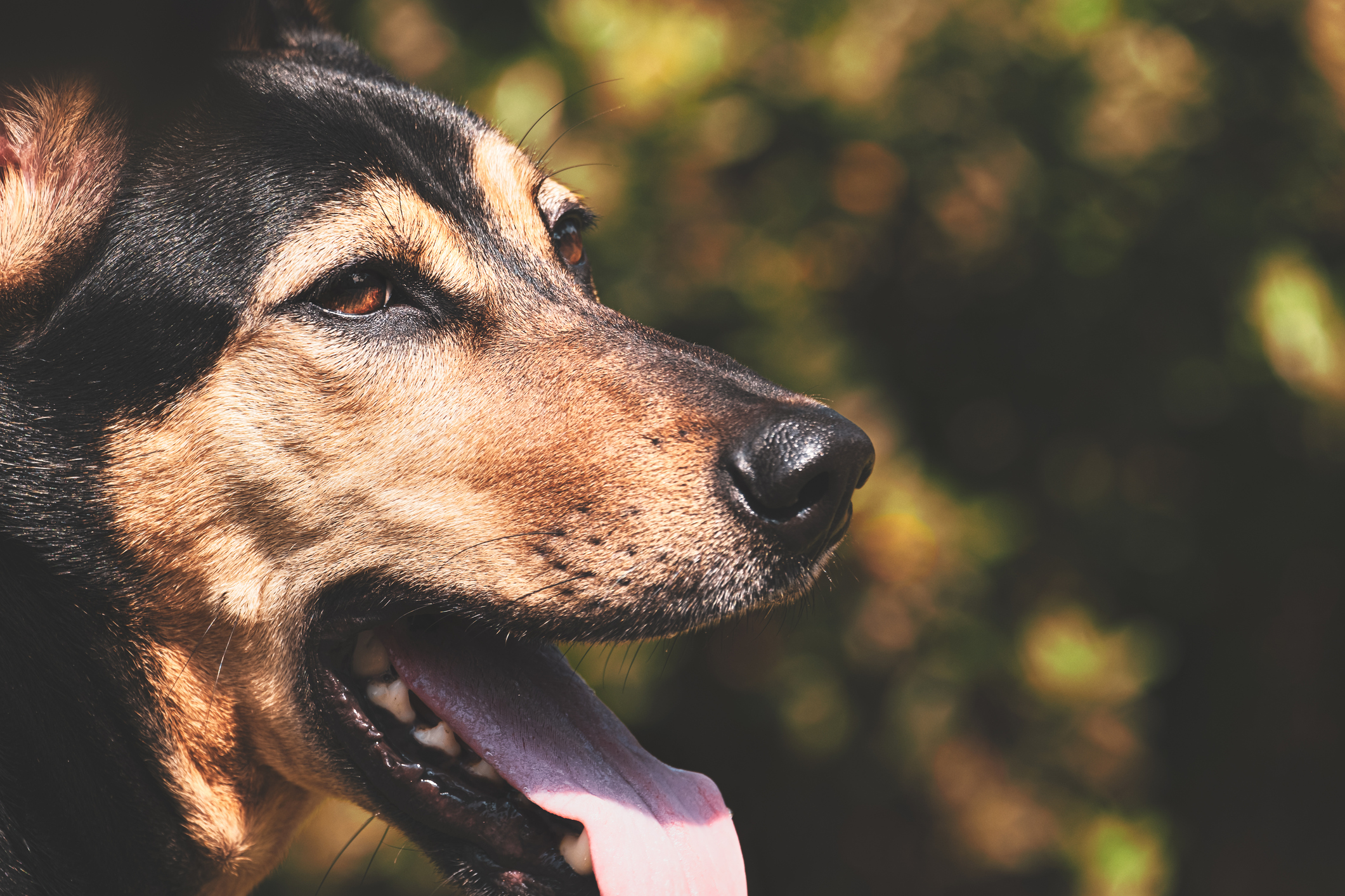 A dog panting outside in the sun.