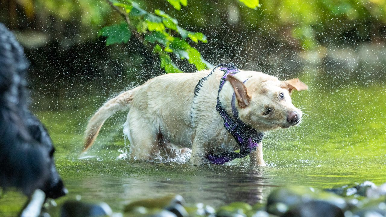 golden labrador shaking water off its body