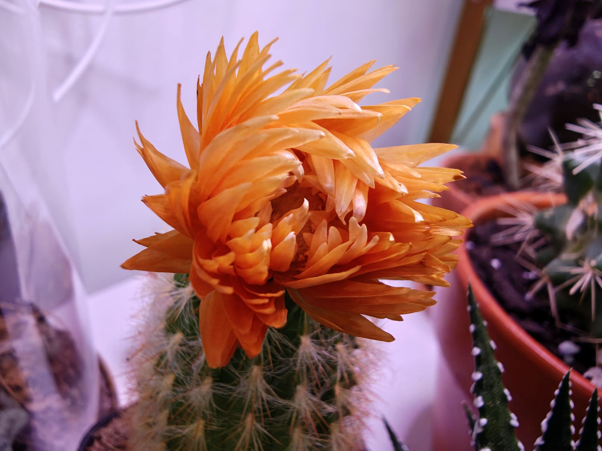 Motorola Razr Ultra 2025 camera sample.